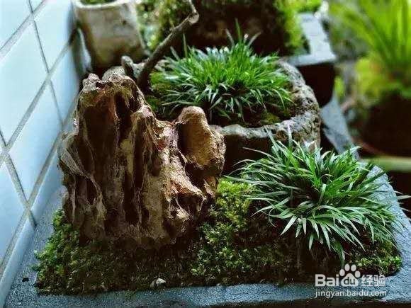 3种花“品味高”,养在家里,档次高,有格调!