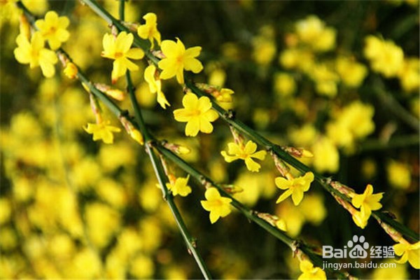 迎春花的养殖方法和注意事项有什么？