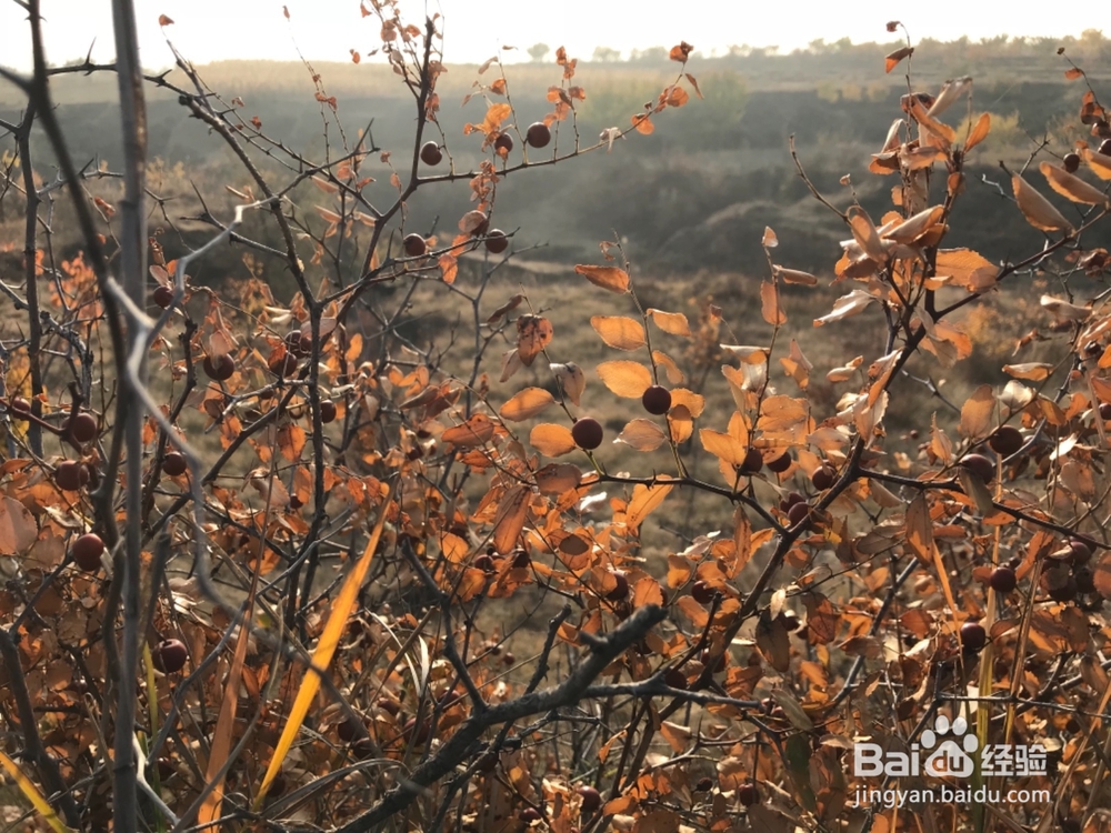 郊游怎样获得秋趣