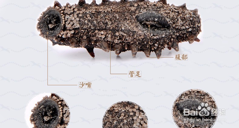 假海参是什么做的？如何辨别海参真假