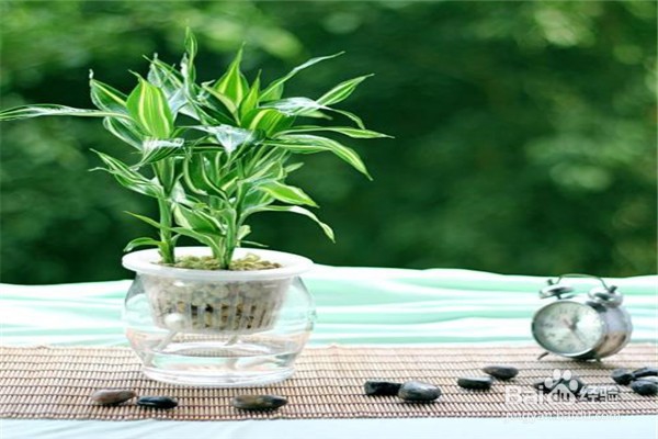 富贵竹应该怎么养殖?