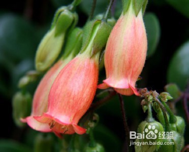 三分钟速成之最美多肉