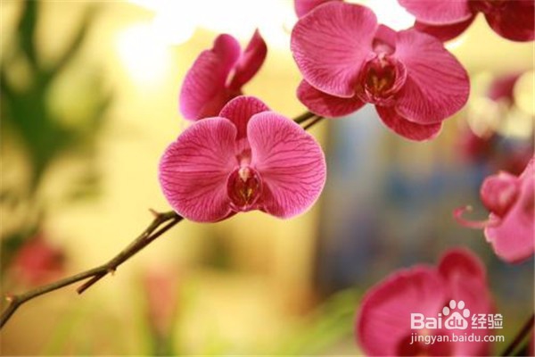 蝴蝶兰的养殖方法和注意事项都有什么？