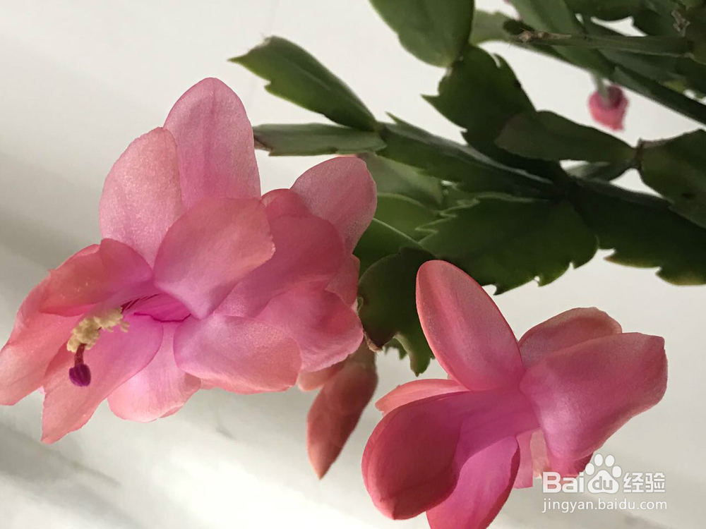 蟹爪兰的养护方法