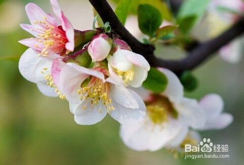 海棠与樱花的区别 百度经验
