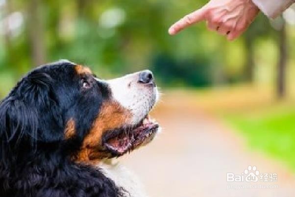 怎么训练狗狗衔取训犬方法