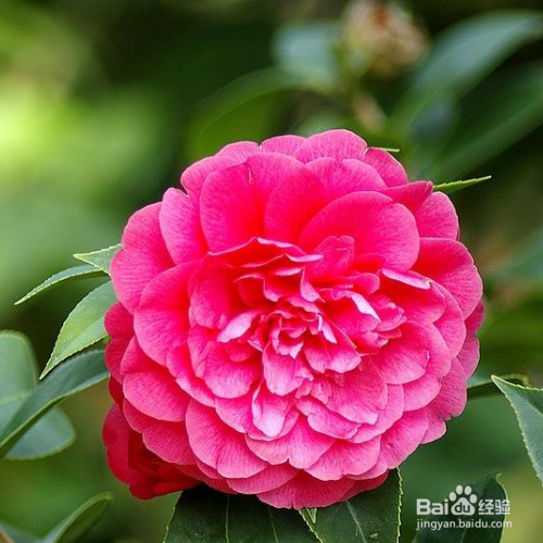 解决茶花烂根的小妙招有哪些?