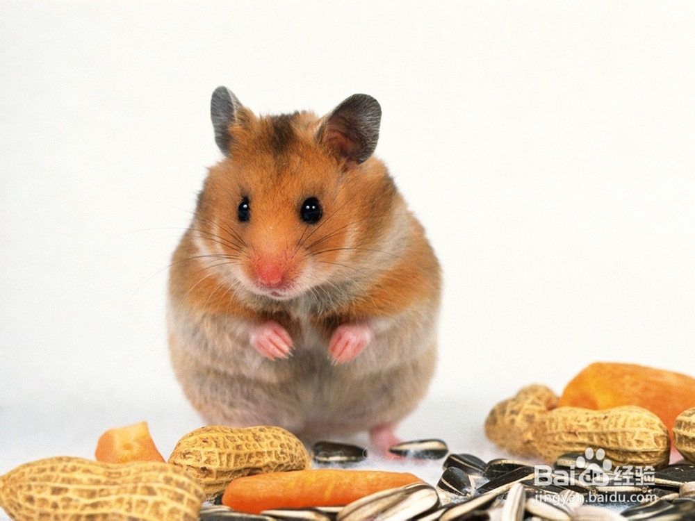 仓鼠的肢体表情的含义（详细说明）