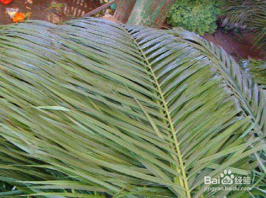 散尾竹室内如何养