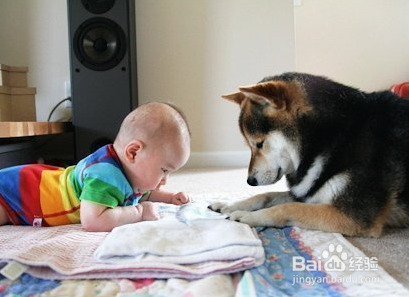 <b>有宝宝的家庭养宠物的注意事项</b>
