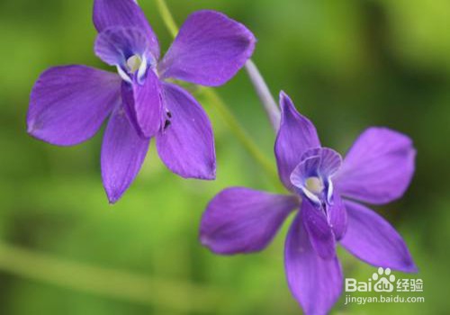 翠雀的养殖方法和注意事项