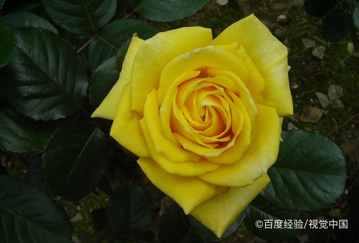 如何种植玫瑰花