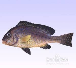黑胡椒鲷的分辨方法 百度经验