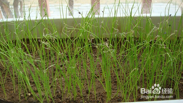香葱重茬病害的原因和香葱重茬病害的防治方法