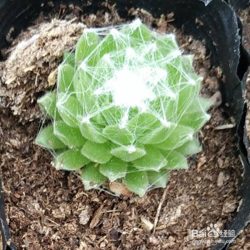 卷绢的种植方法和注意事项