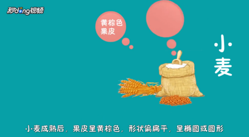 大麦和小麦如何区别