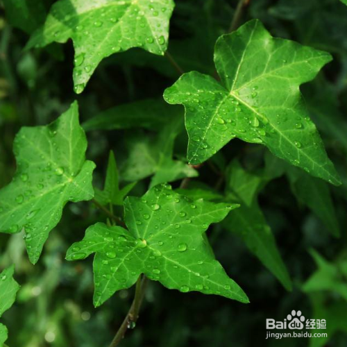 发现家里养殖的常春藤有黄叶子怎么办