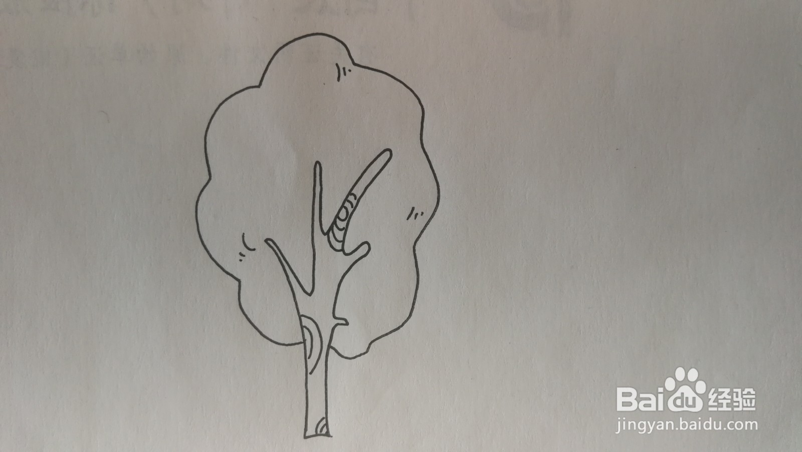 #经验分享官#大树简笔画