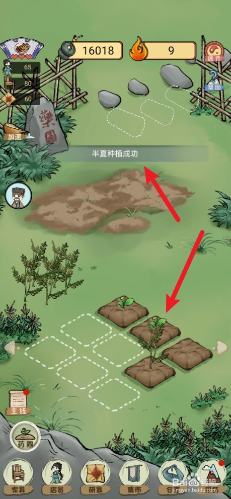 《中药铺子》如何种植半夏草药