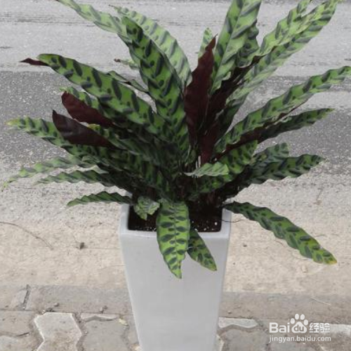 家里养的紫背竹芋叶子发黄怎么办