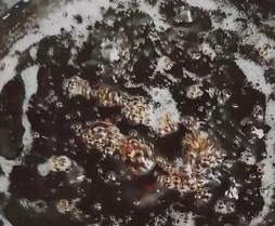 简单的葱油拌面