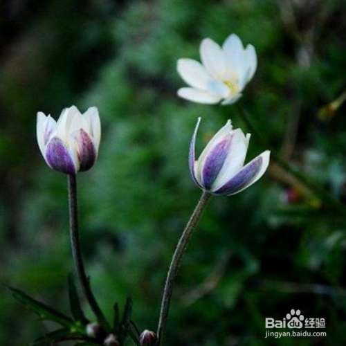 养殖草玉梅要注意什么？