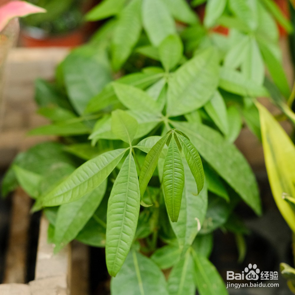 发财树怎样浇水才是正确的