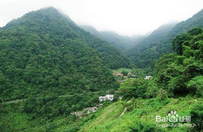 如何有效发展山林经济