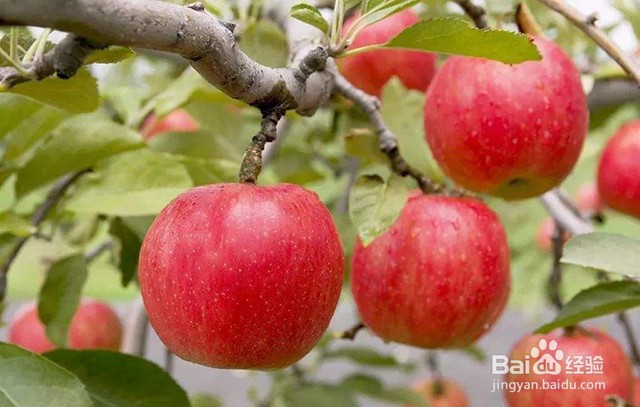 <b>苹果膨果管理的施肥要点和苹果喷施叶面肥的要点</b>