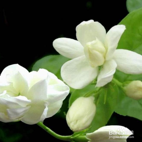 茉莉的养殖方法是什么？