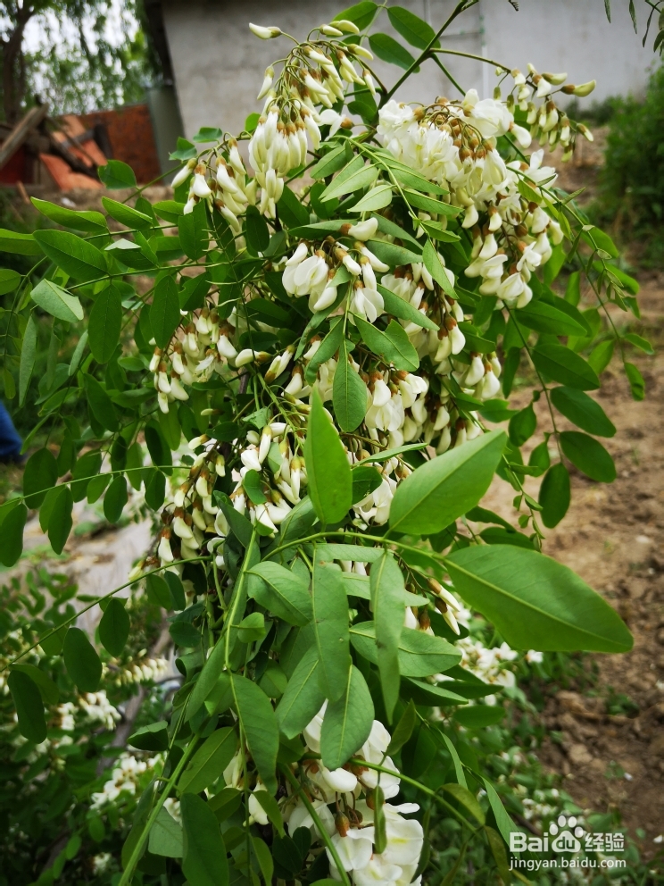 心心念念的满口花香蒸洋槐花