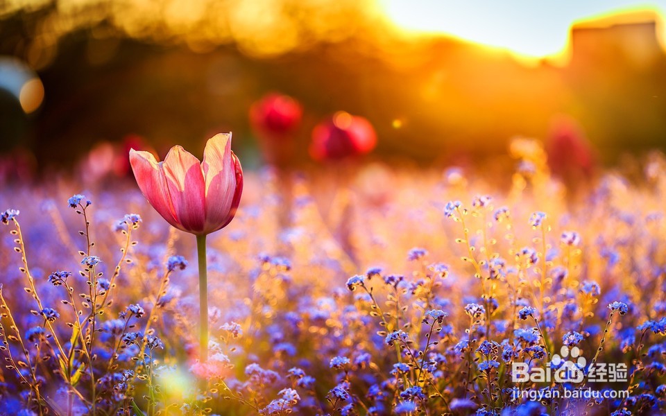 考研英语复习计划，2018考研党请收好！