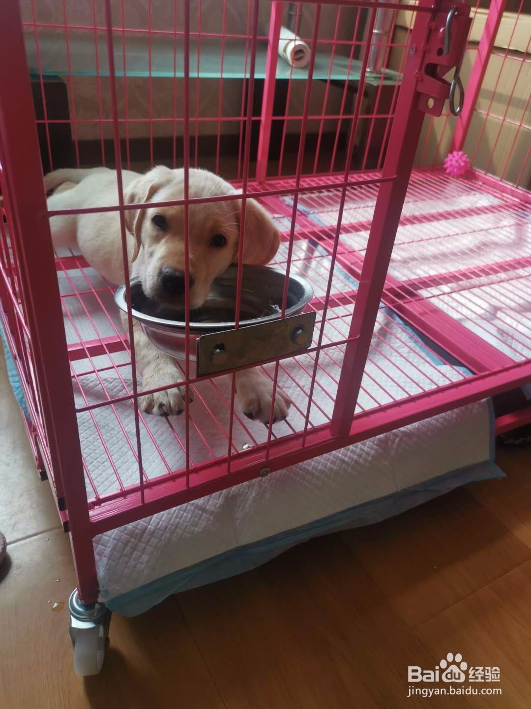 狗狗胃口不好怎么办