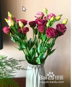 洋桔梗水养方法和注意事项