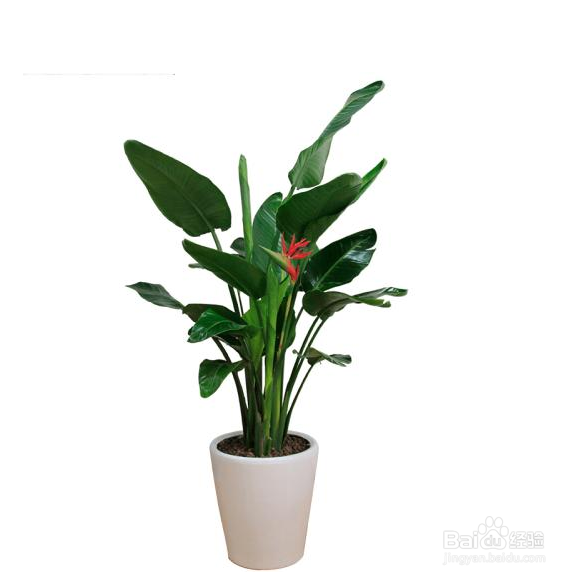 天堂鸟枯萎了怎么补救