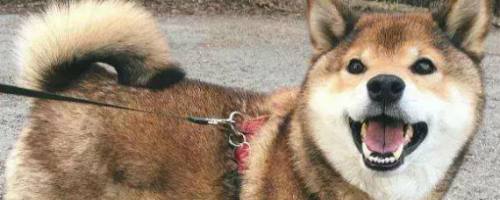 怎么确定是胡麻柴犬 百度经验