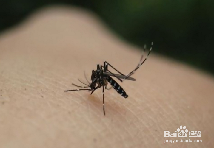 如何不让蚊子叮咬小宝宝