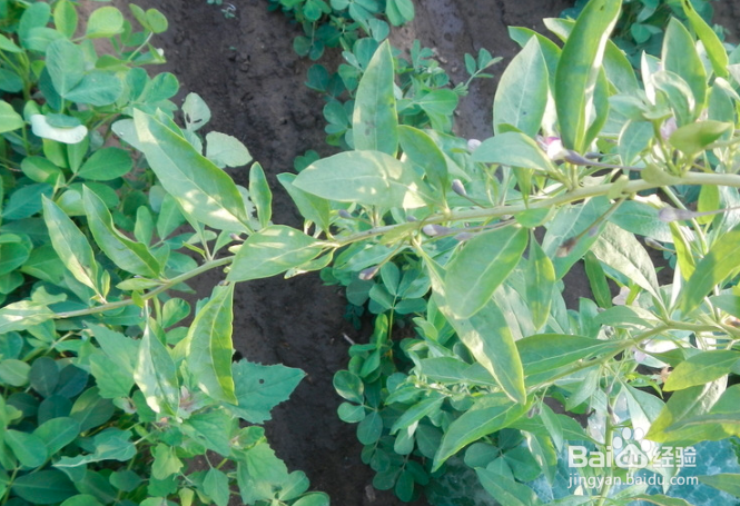 枸杞树叶子发白怎么治疗