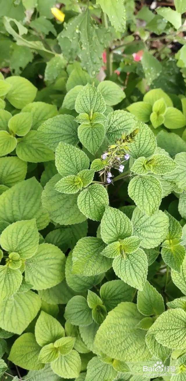 盆栽薄荷发黄还烂根？5招搞定