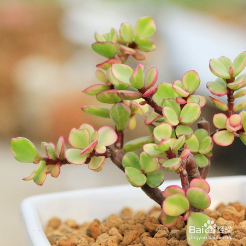 多肉植物品种大全图解(多肉植物品种大全图解 名称)