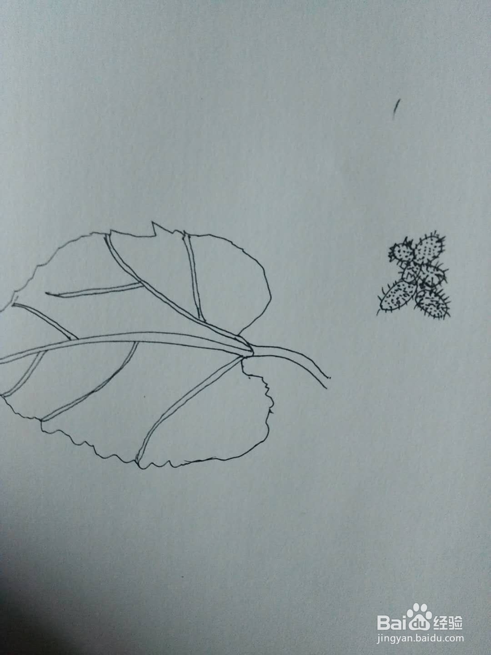 呆耳的水彩画法