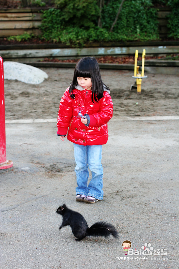 懒人菜蒜蓉烤青口&菲比喂小松鼠
