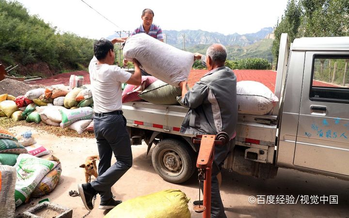 孕期、坐月子能吃酸枣吗