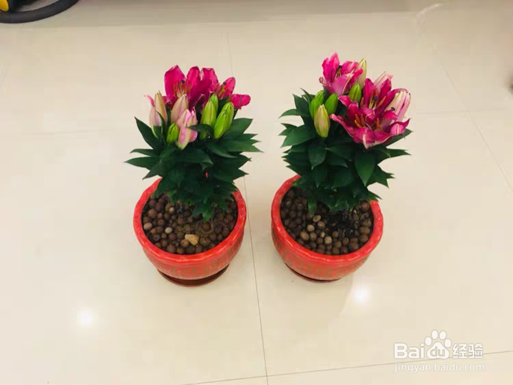 百合花养殖需要注意些什么呢