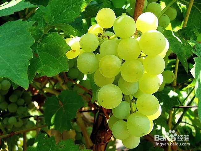 猜一猜葡萄测糖师主要是测什么 蚂蚁新村