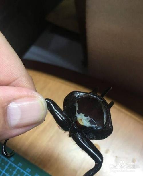 甲虫标本制作的方法 百度经验 甲虫标本制作的方法 百度经验