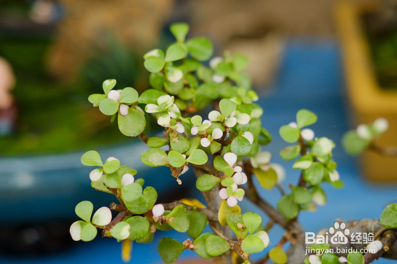 金枝玉叶的养殖方法和注意事项有哪些呢？