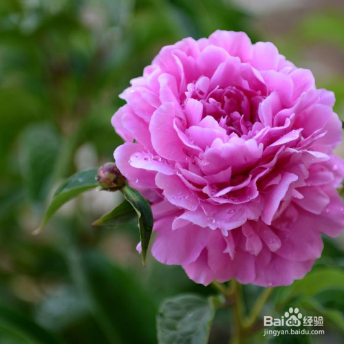 芍药花叶子发黄怎么办