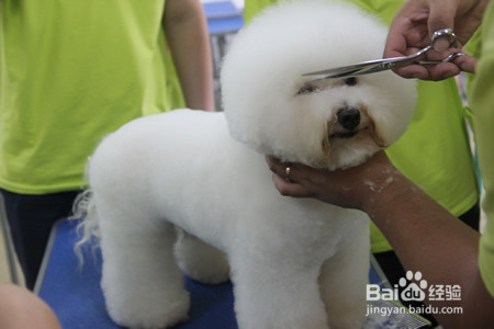 宠物美容师证书怎么考?