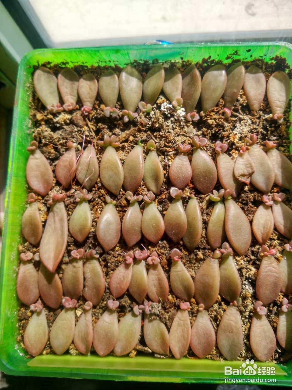 冬天多肉叶片扦插方法